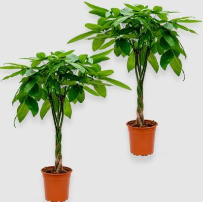 2 x Pachira Glückskastanie (55 65cm) für 25,48€ (statt 32€)