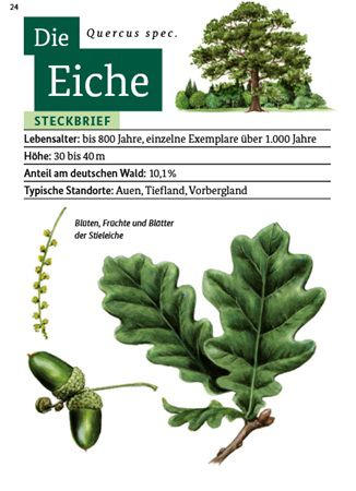 Entdecke den Wald   Die kleine Waldfibel kostenlos anfordern