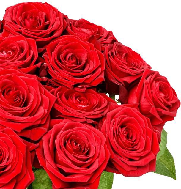 33 Red Naomi Rosen mit XXL Blütenkopf für 27,98€