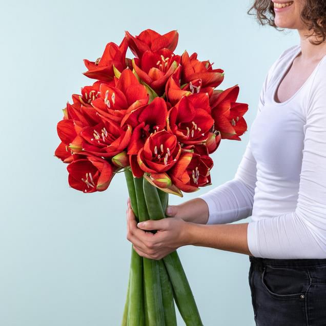 Amaryllis in Rot mit 10 Stielen für 10€ (statt 20€)   Nur Neukunden