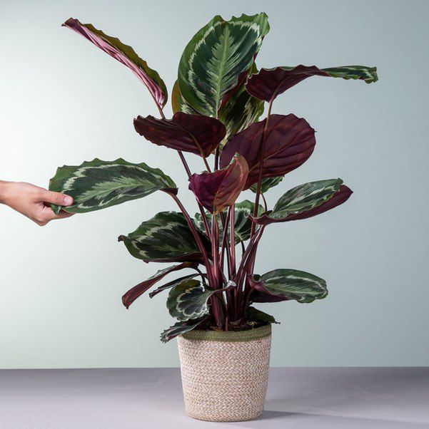 Calathea Pflanze im Topf für 10€ (statt 25€)