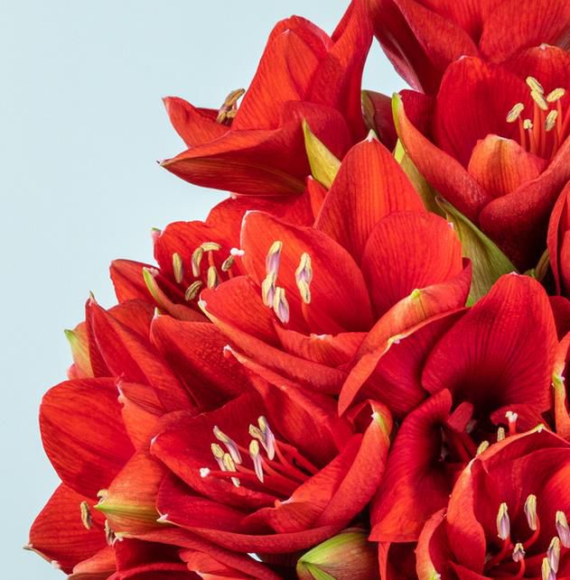 Amaryllis in Rot mit 10 Stielen für 10€ (statt 20€)   Nur Neukunden