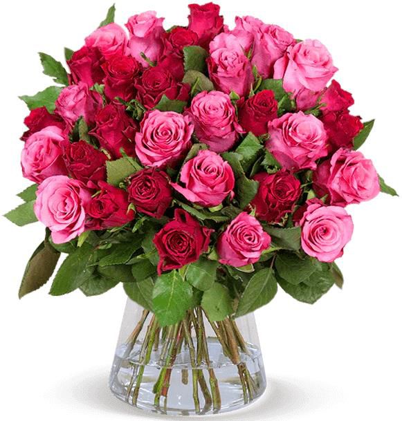 Romantic Roses Rosentrauß mit 50 rot pinken Rosen für 26,98€