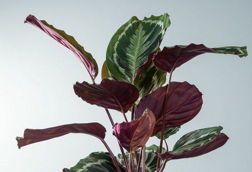 Calathea Pflanze im Topf für 10€ (statt 25€)