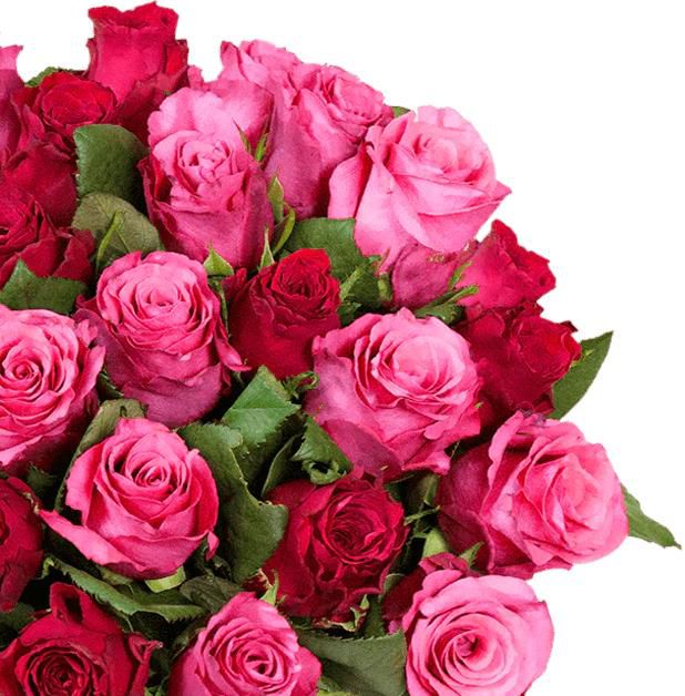 Romantic Roses Rosentrauß mit 50 rot pinken Rosen für 26,98€