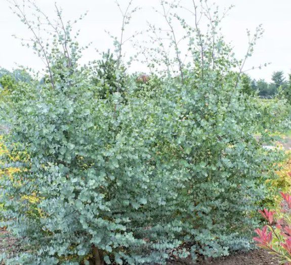 2er-, 4er- oder 6er-Set Eukalyptus Azura Pflanzen ab 22,99€ (statt 40€)