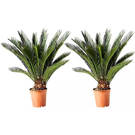2x Japanischer Palmfarn (Cyca Revoluta) für 32,49€ (statt 40€)