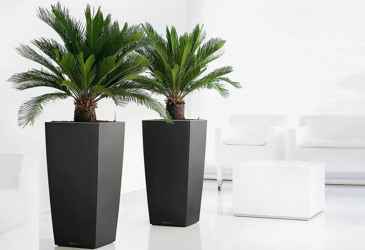 2x Japanischer Palmfarn (Cyca Revoluta) für 33,24€ (statt 40€)