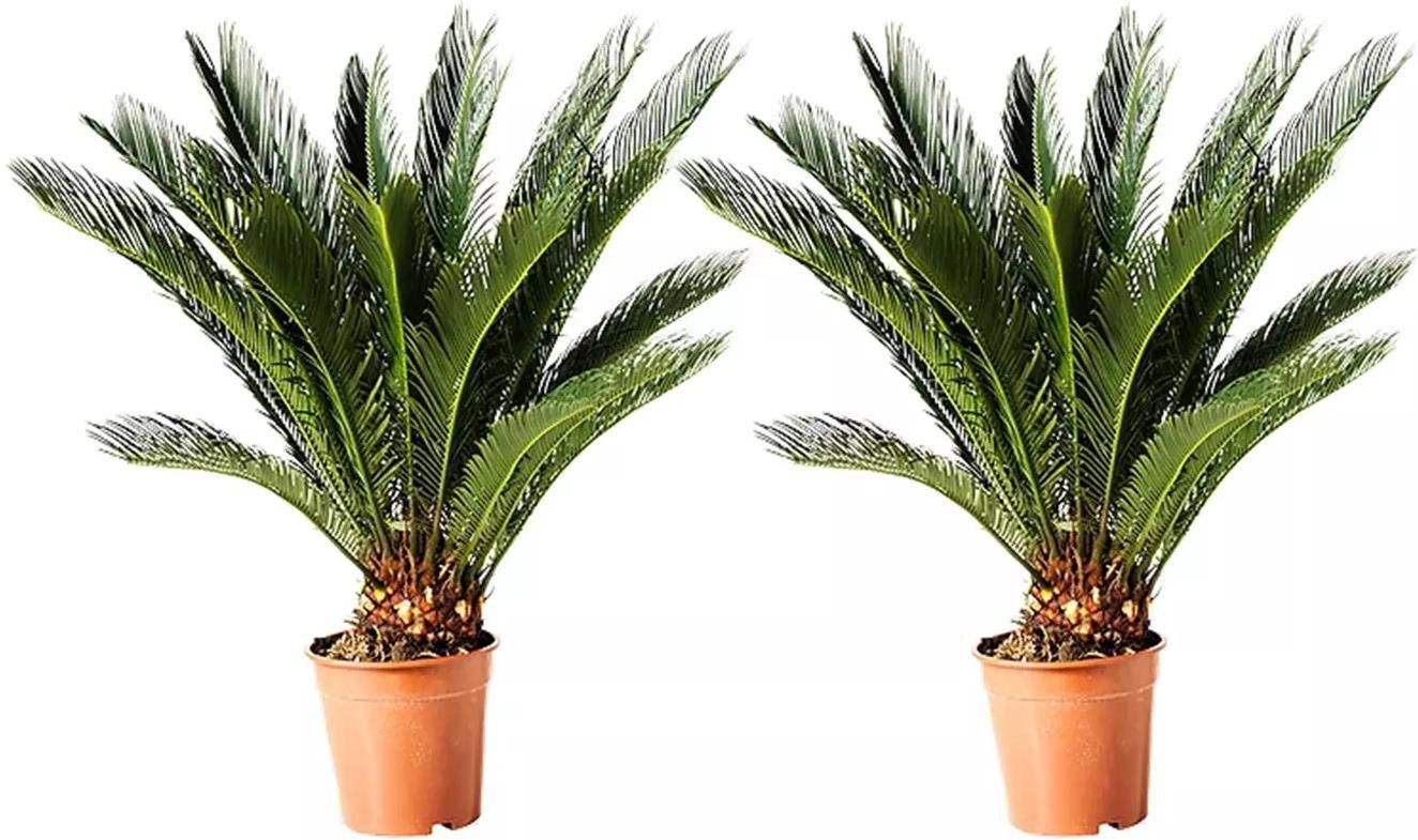 2x Japanischer Palmfarn (Cyca Revoluta) für 33,24€ (statt 40€)