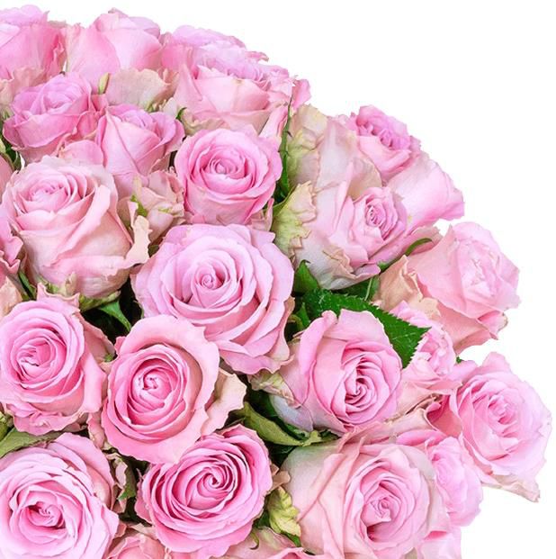 37 pinke Rosen mit 40cm Länge für 25,98€ (statt 44€)