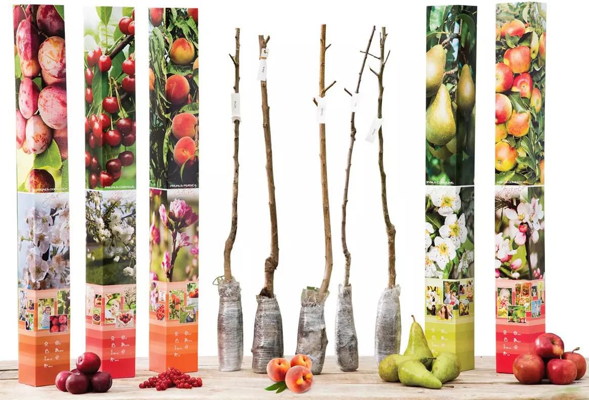 OH2 5er Set Obst Bäume    ​Apfel, Pfirsich, Birne, Kirsche und Pflaume für 29,75€