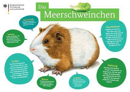 Kostenloses Meerschweinchen Poster