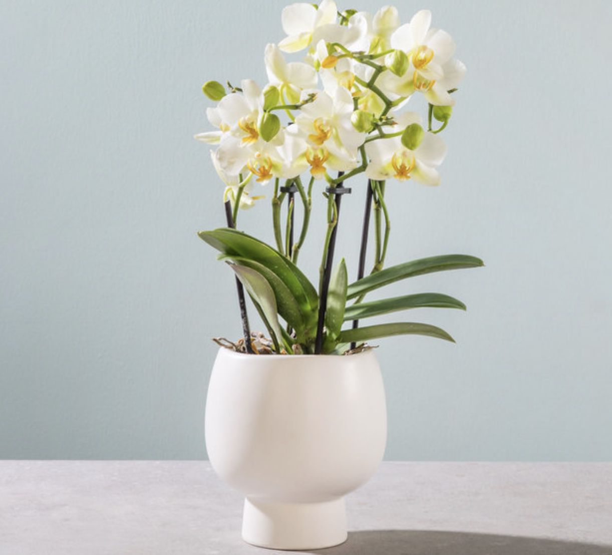 Orchidee in Weiß mit Übertopf für 10€ inkl. Versand (statt 20€)