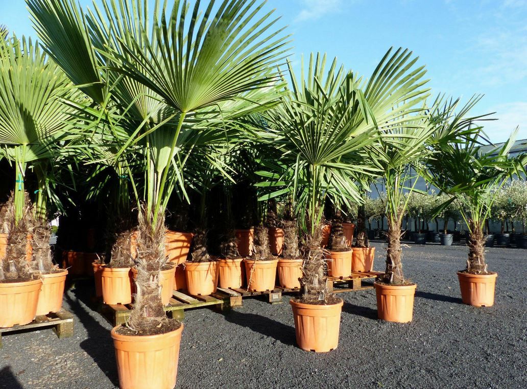 Hanfpalme XXL bis 180cm Trachycarpus fortunei winterhart für 79,99€ (statt 111€)