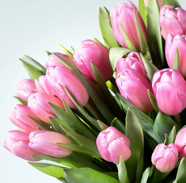 Tulpen in Rosa (30 Stiele) für 10€ inkl. Versand