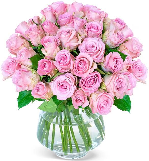 Valentinstag   24 rosafarbenen Rosen für 27,23€ (statt 36€)