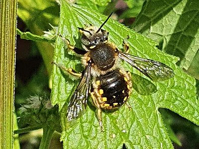 Kostenlos: Saatgut einer bedrohten heimischen Wildpflanze