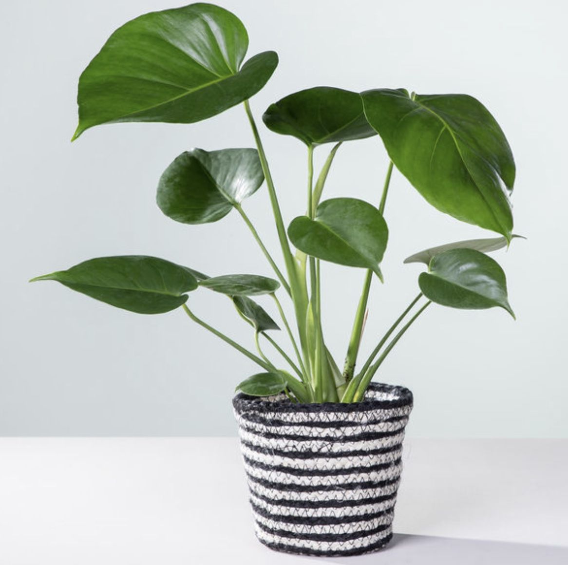 Monstera mit Korb für 10€ (statt 20€)