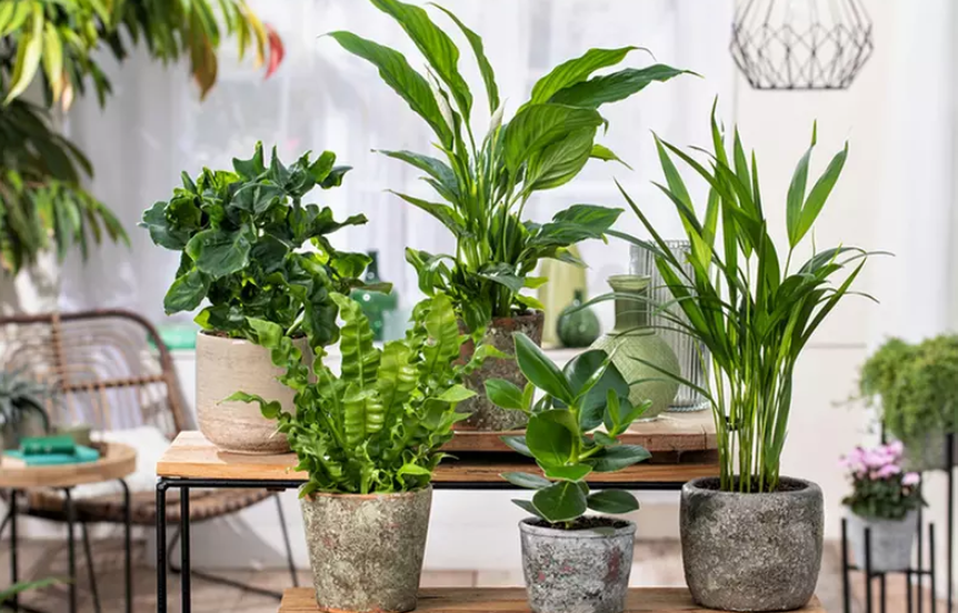 5er Set Zimmerpflanzen mit luftreinigenden Eigenschaften für 25,79€