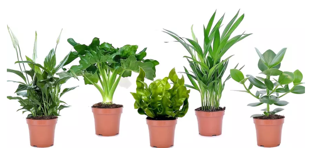 5er Set Zimmerpflanzen mit luftreinigenden Eigenschaften für 25,79€