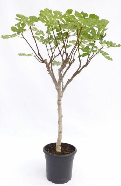 Ficus Carica kompakter Feigenbaum 160 180cm für 59,99€ (statt 72€)