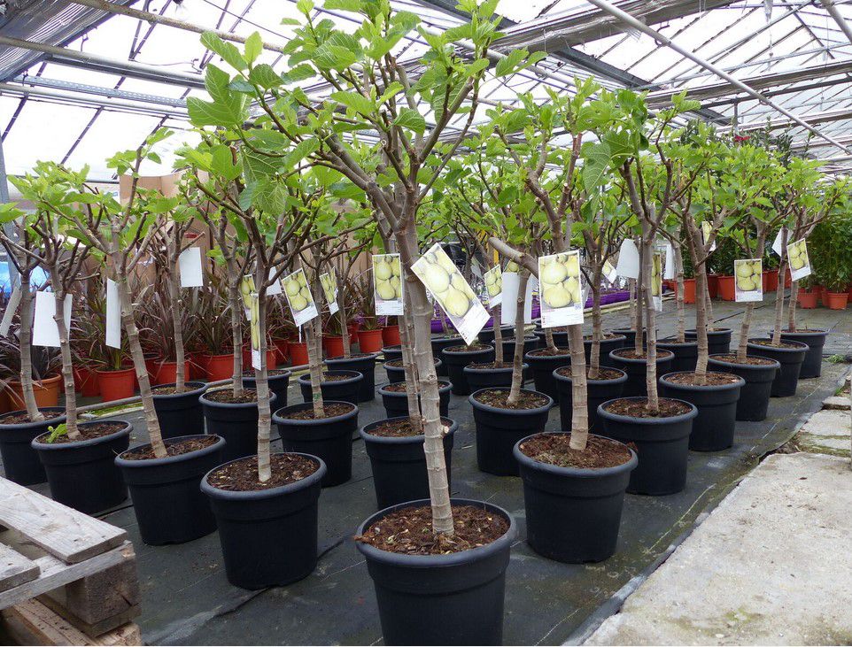 Ficus Carica kompakter Feigenbaum 160 180cm für 59,99€ (statt 72€)