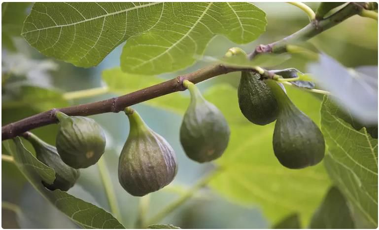 2x Ficus Carica   Echte Feige mit essbaren Früchten für 18,98€ (statt 30€)