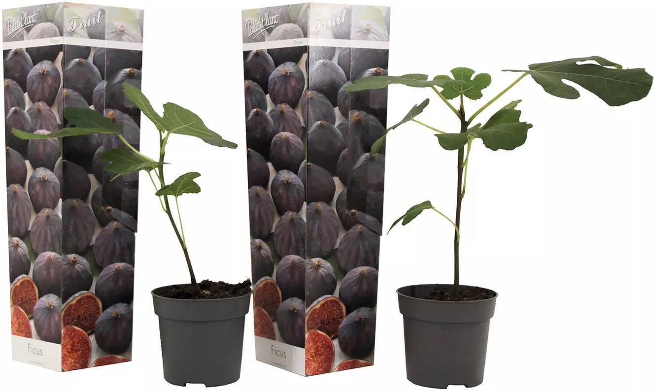 2x Ficus Carica   Echte Feige mit essbaren Früchten für 18,98€ (statt 30€)