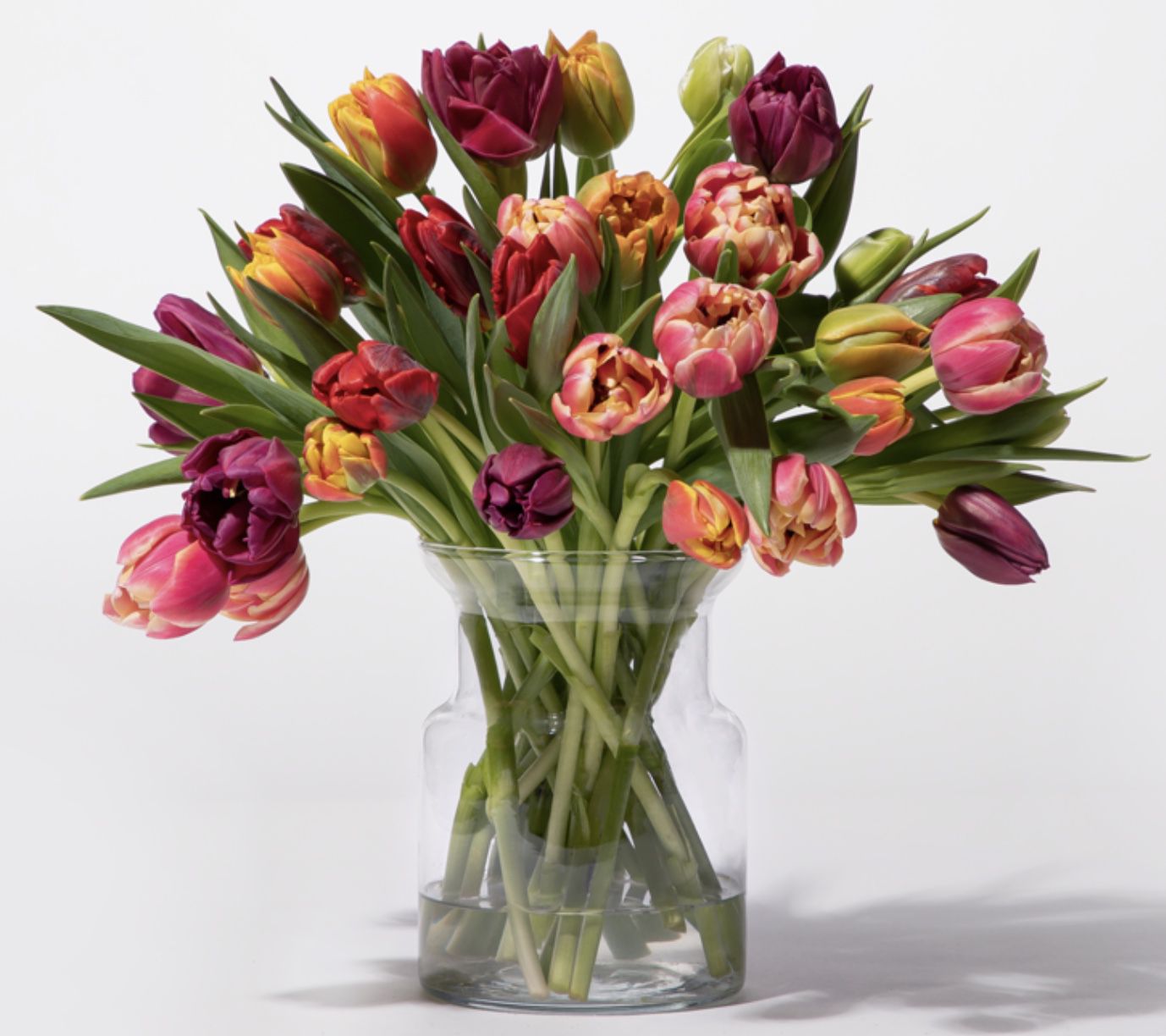 Bunte Tulpen mit 30 Stielen für 9,99€ inkl. Versand