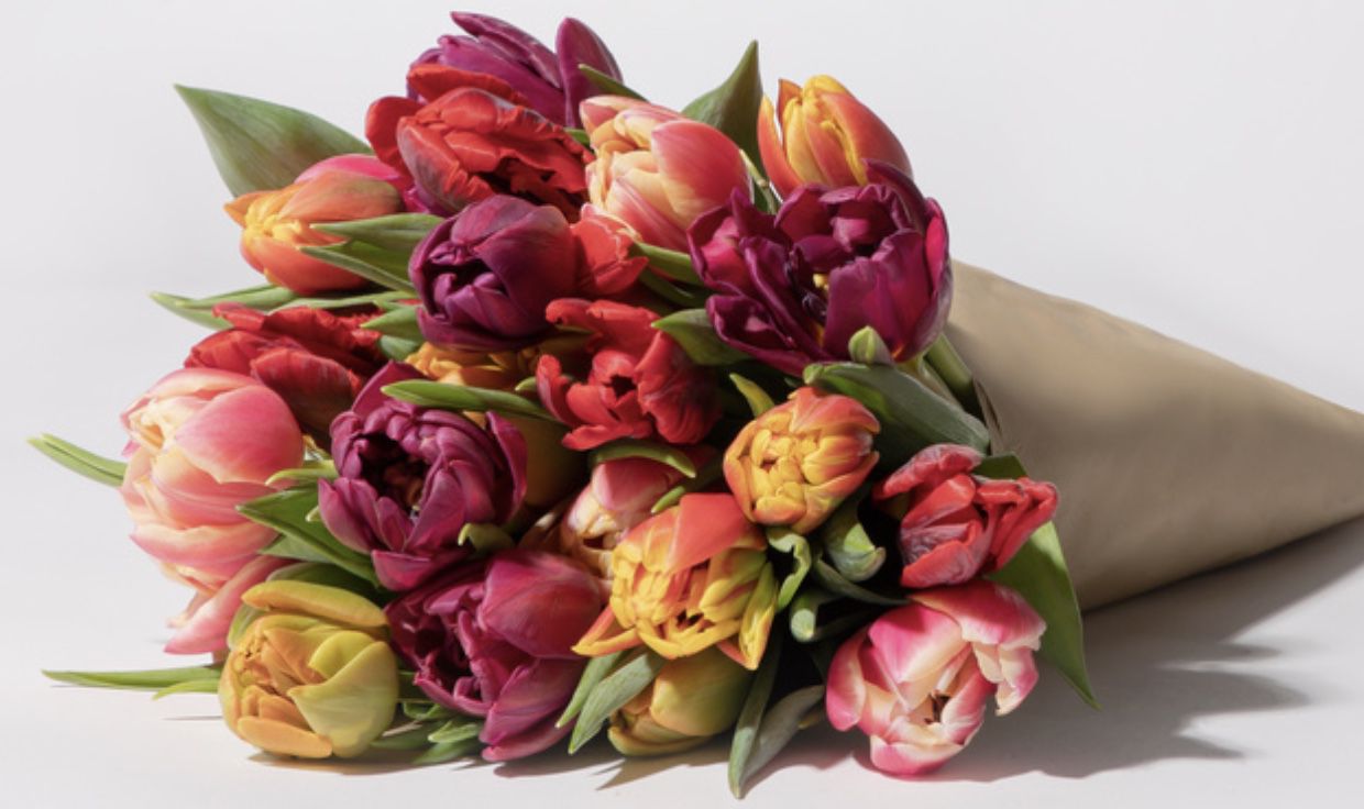 Bunte Tulpen mit 30 Stielen für 9,99€ inkl. Versand