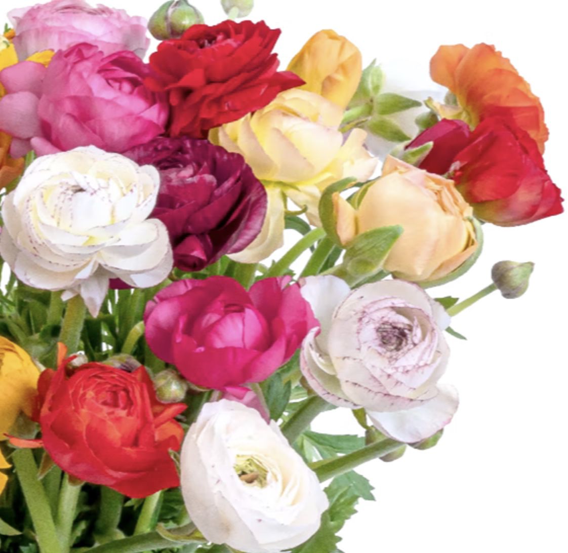 💐 Bunter Blumenstrauß mit 50 Ranunkeln für 25,48€