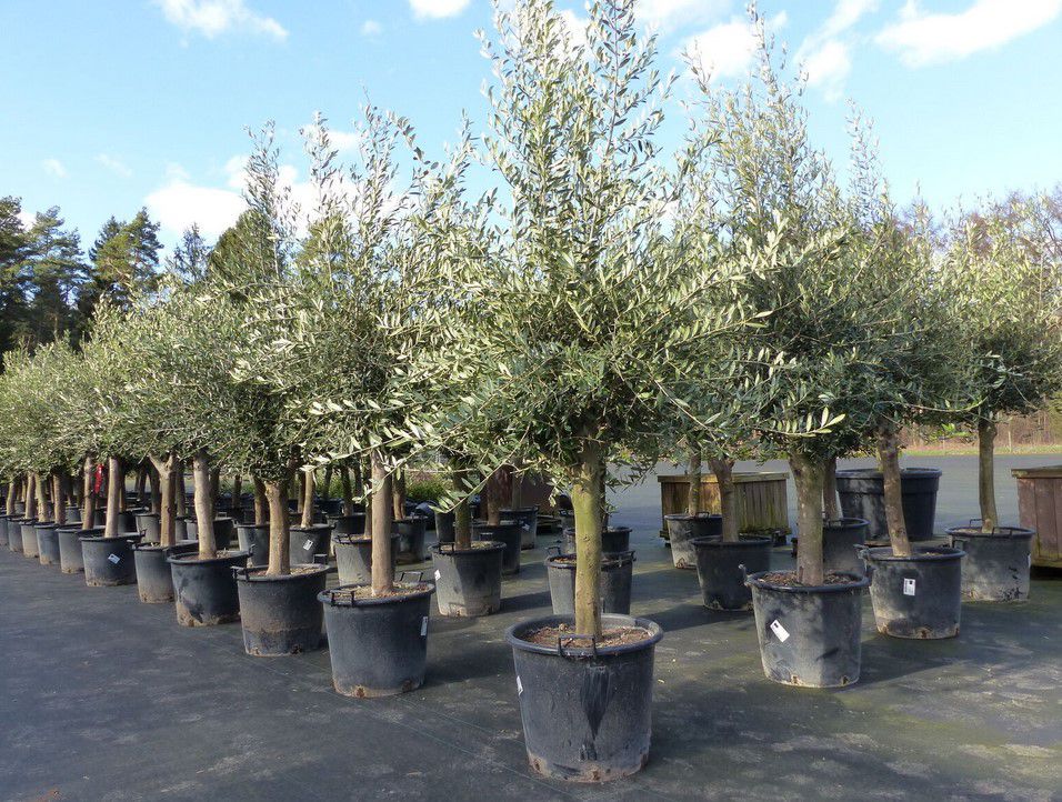 Olivenbaum Olea Europaea 190   220cm ca. 45 Jahre alt für 179,91€ (statt 258€)