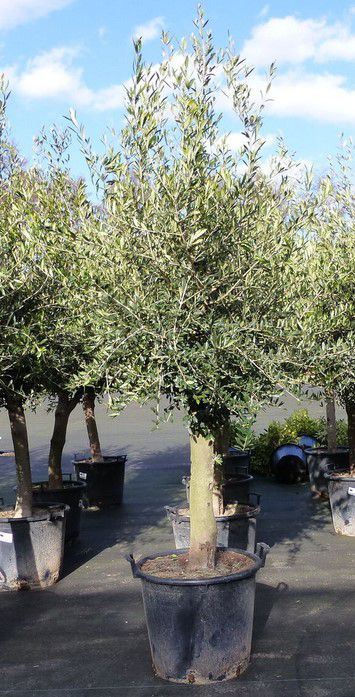 Olivenbaum Olea Europaea 190   220cm ca. 45 Jahre alt für 179,91€ (statt 258€)