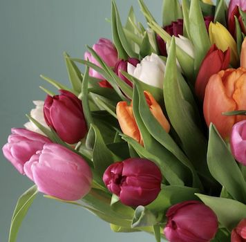 Bunte Tulpen mit 50 Stielen für 15,94€ inkl. Versand