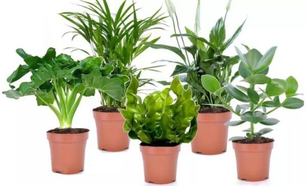 5er Set Zimmerpflanzen mit luftreinigenden Eigenschaften für 26,29€
