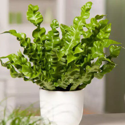 5er-Set Zimmerpflanzen mit luftreinigenden Eigenschaften für 23,90€