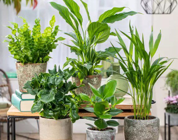 5er Set Zimmerpflanzen mit luftreinigenden Eigenschaften für 26,29€