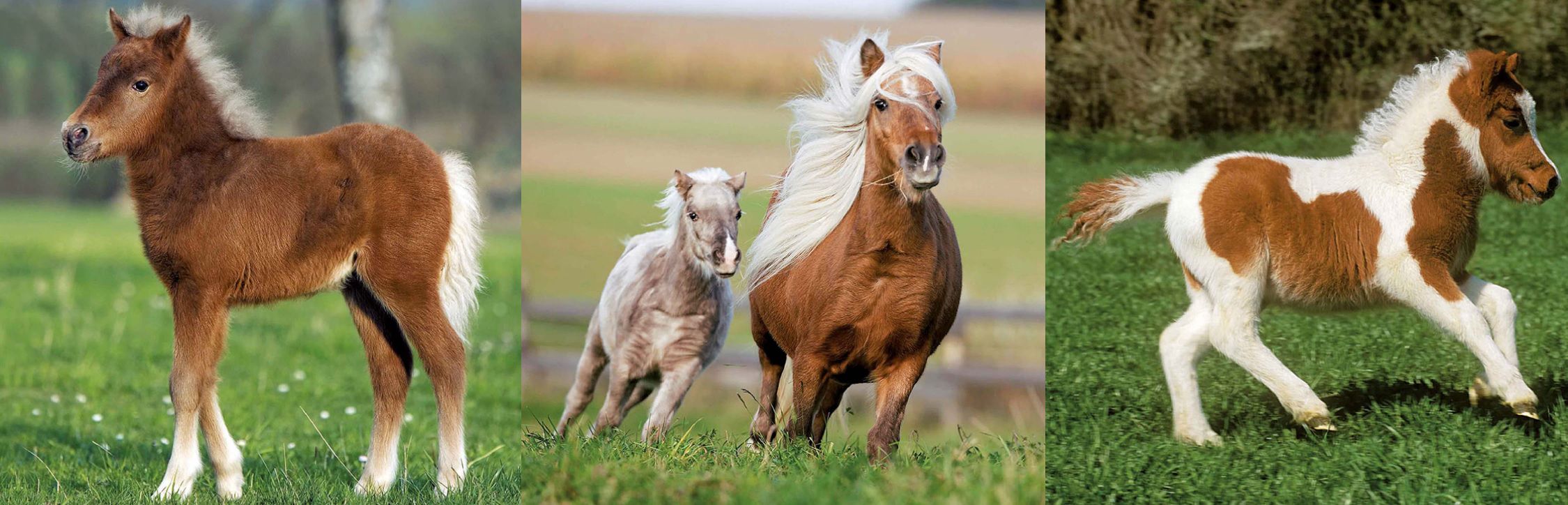 Ravensburger Puzzle 09254 Ponyfreundschaft für 8,99€ (statt 32€)