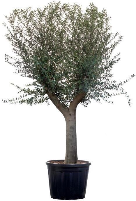 toom: Bis zu 12% Rabatt auf mediterrane Pflanzen   z.B. Oliven Stamm, 14 Jahre, 200 cm für 269,99€ (statt 300€)