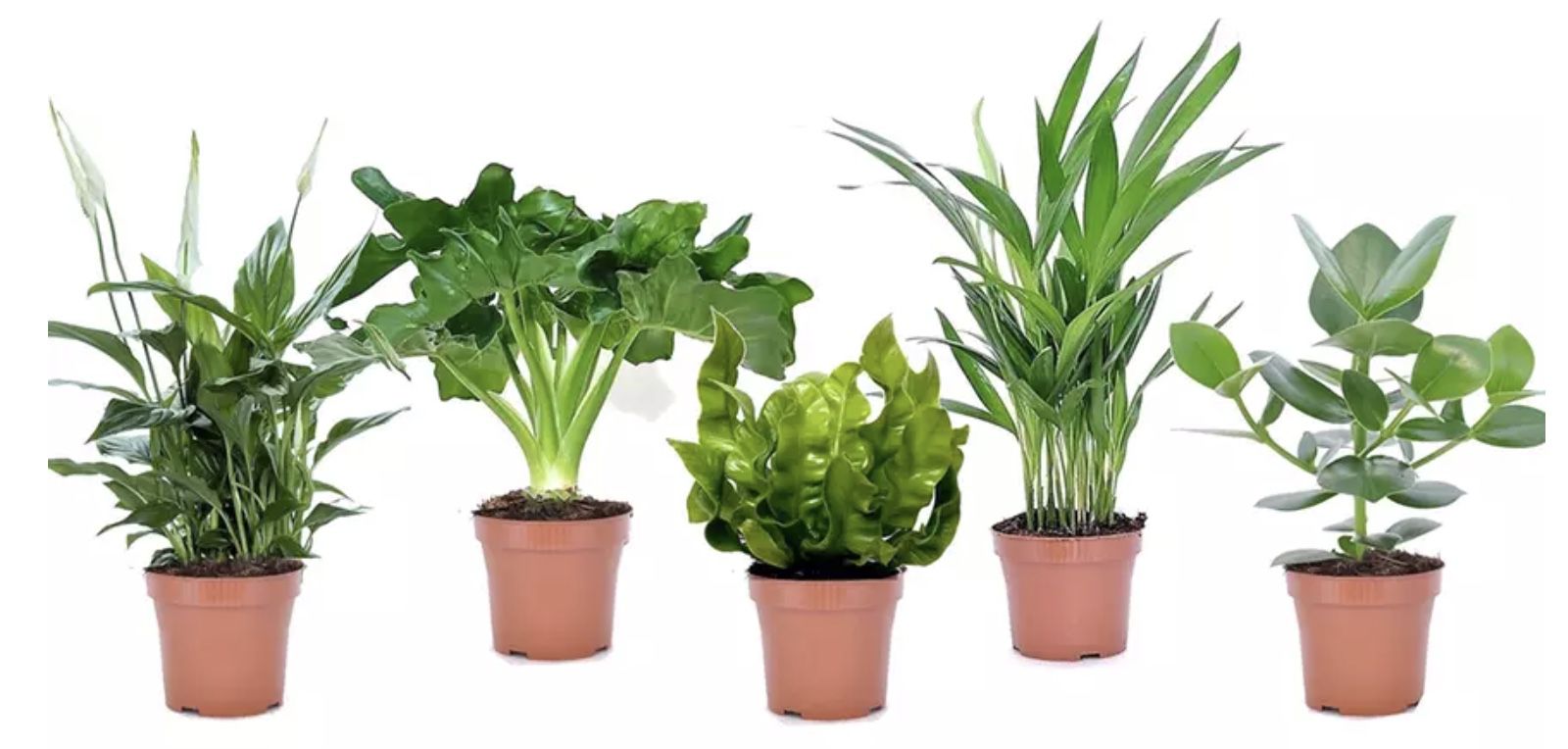 5er Set Zimmerpflanzen mit luftreinigenden Eigenschaften für 27,15€