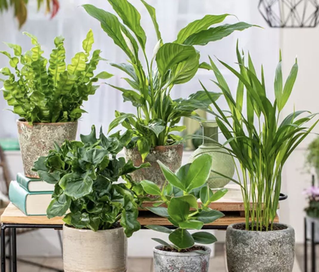 5er Set Zimmerpflanzen mit luftreinigenden Eigenschaften für 27,99€