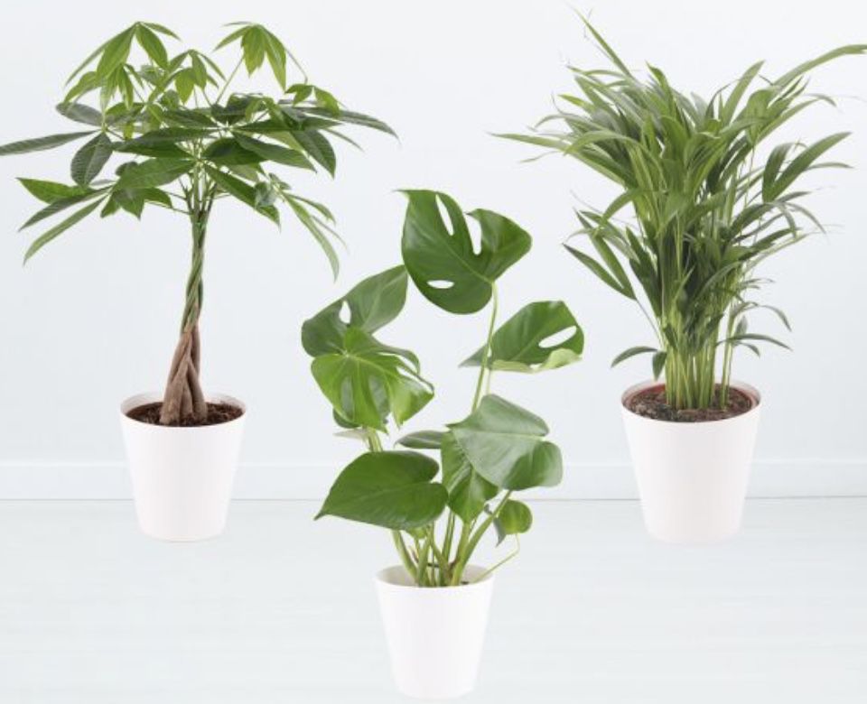 Luftreinigendes Trio (Monstera, Glückskastanie, Areca Palme) für 32,90€ (statt 56€)