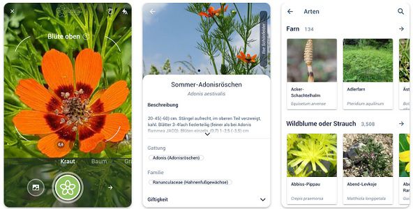 Pflanzenbestimmungs App Flora Incognita kostenlos nutzen