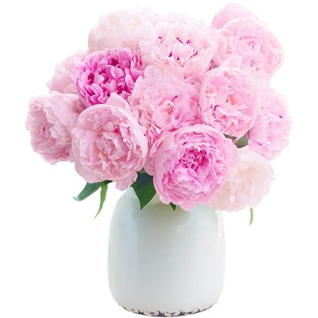 🌸 20 Pfingstrosen Sarah Bernhardt (40-45cm) für 27,48€ (statt 45€)
