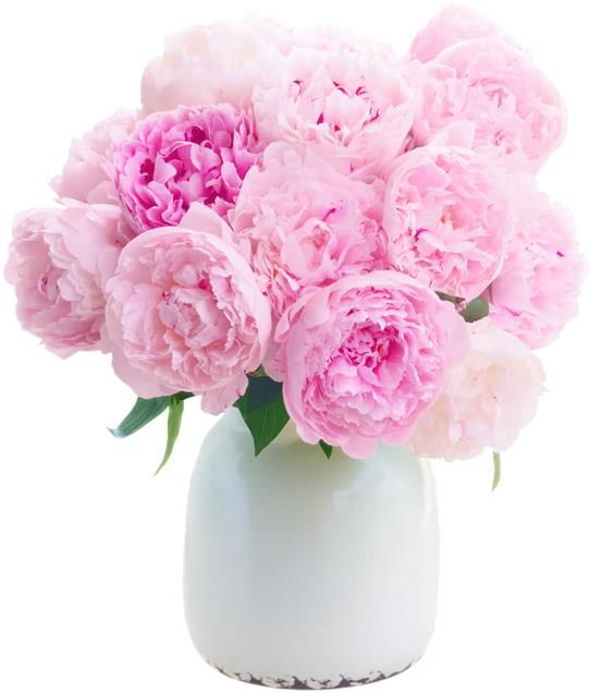 15 Pfingstrosen Sarah Bernhardt (40 45cm) für 22,48€ (statt 46€) nur 8.06.2024