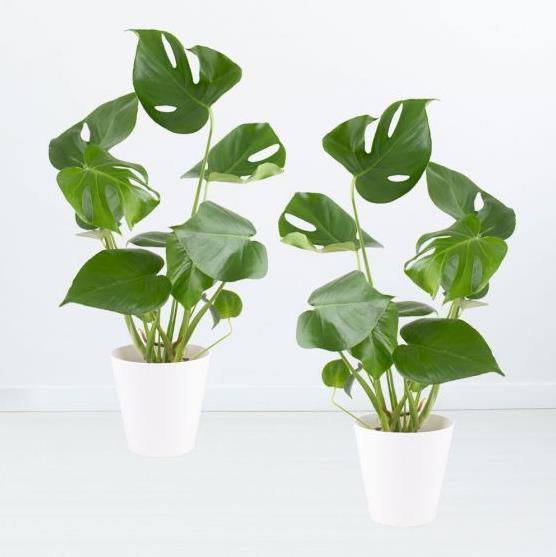 2er Pack Monstera (Fensterblatt) 50cm inkl. Töpfe für 30,90€ (statt 41€)