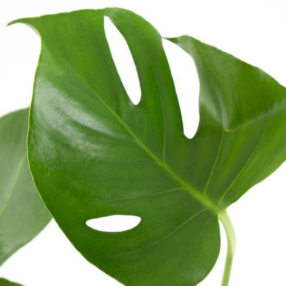 2er Pack Monstera (Fensterblatt) 50cm inkl. Töpfe für 30,90€ (statt 41€)