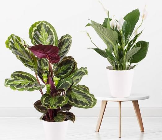 Calathea makoyana, 60cm + Spathiphyllum, 60cm + gratis Töpfe für 29,90€ (statt 65€)