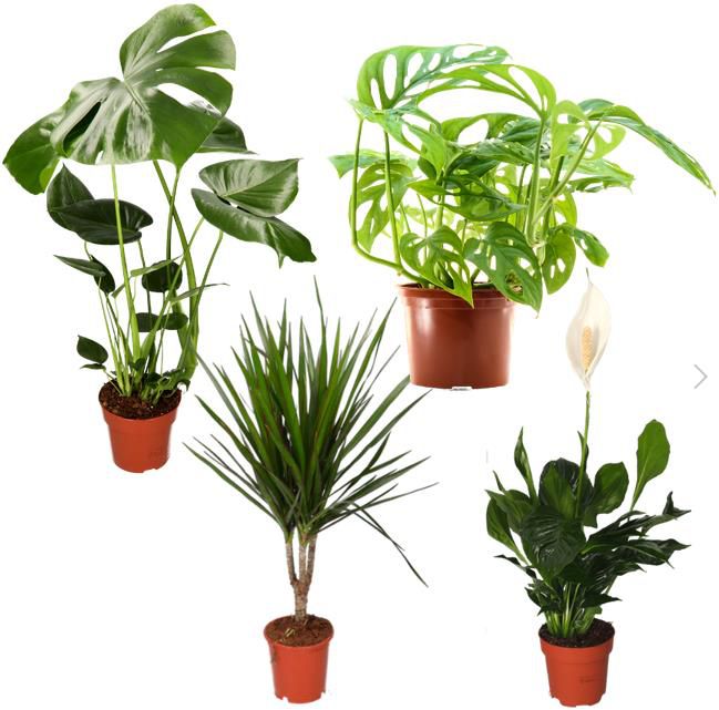 4er Set Jungle Living Palmen mit Monstera, Affenblatt, Dracaena & Spathiphyllum für 23,98€ (statt 36€)