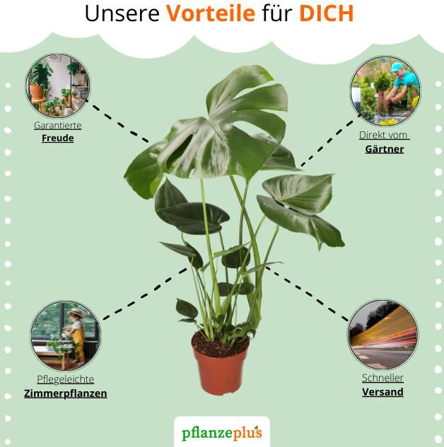 4er Set Jungle Living Palmen mit Monstera, Affenblatt, Dracaena & Spathiphyllum für 23,98€ (statt 36€)